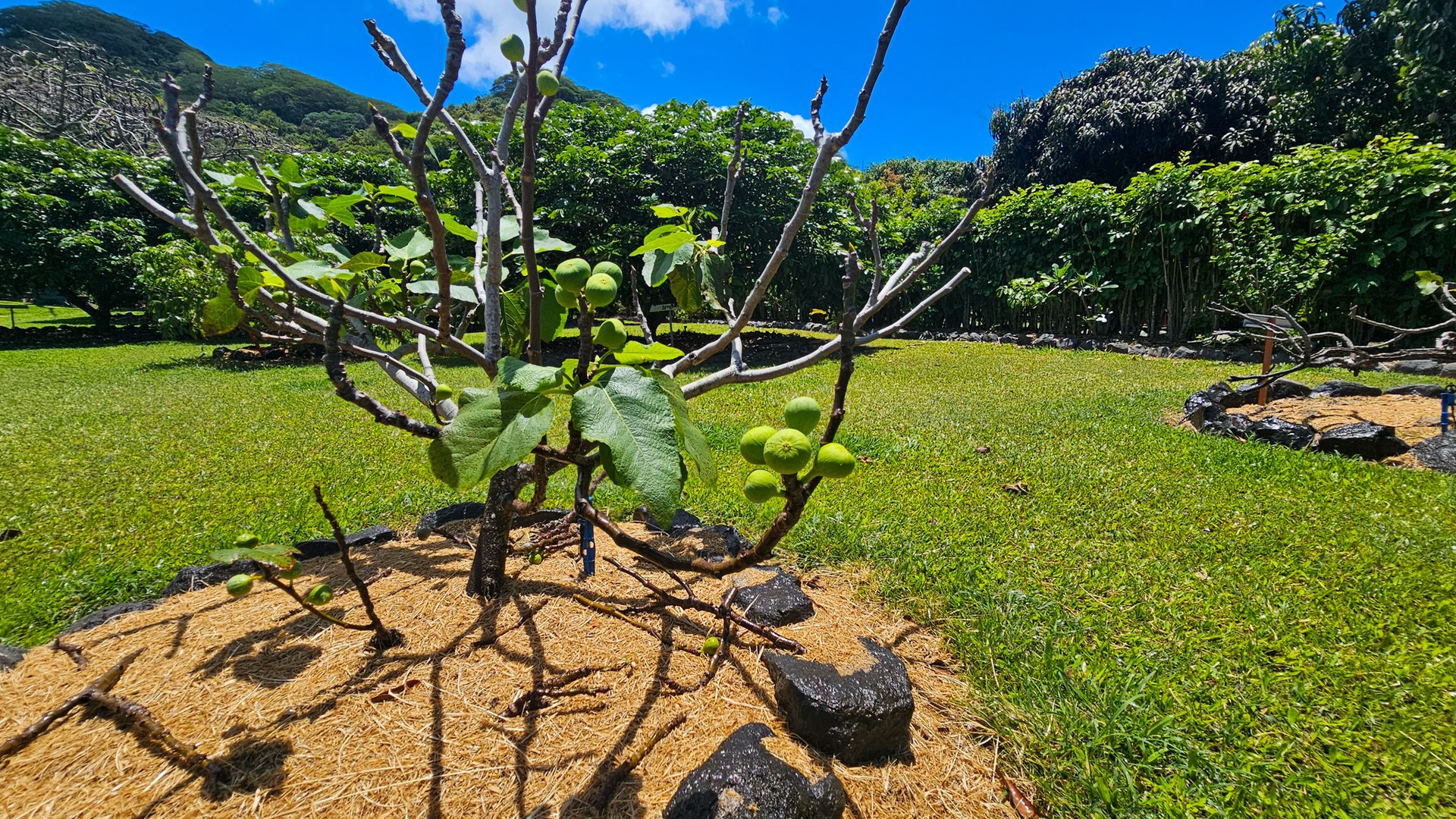Exceptional Exotic Fruits Haven On Sunset Coast