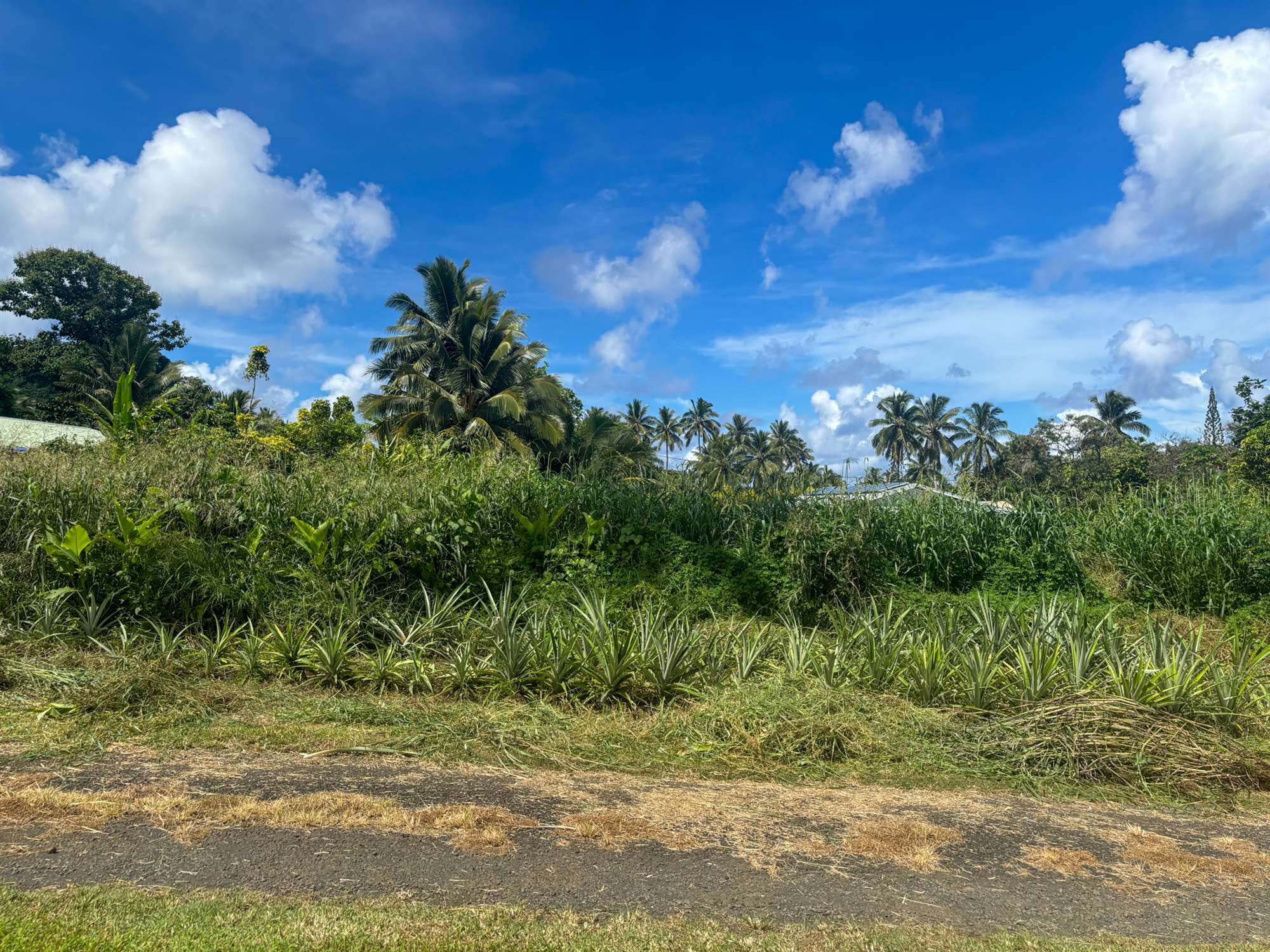 Two Prime Vacant Sections — Tikioki