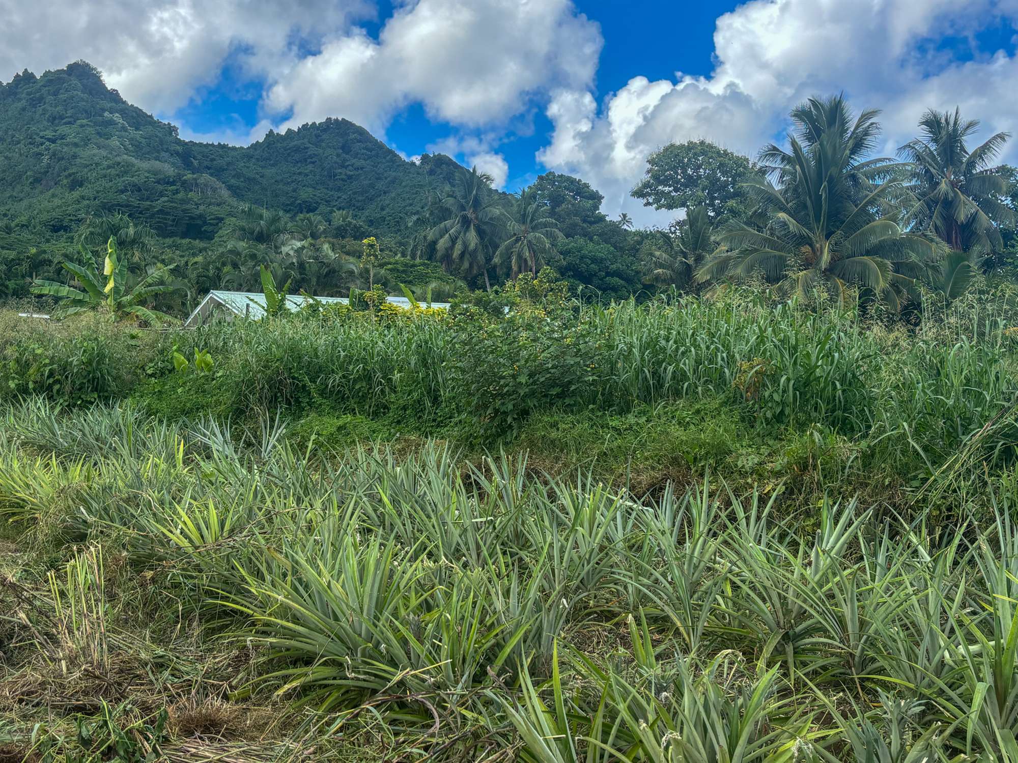 Two Prime Vacant Sections — Tikioki