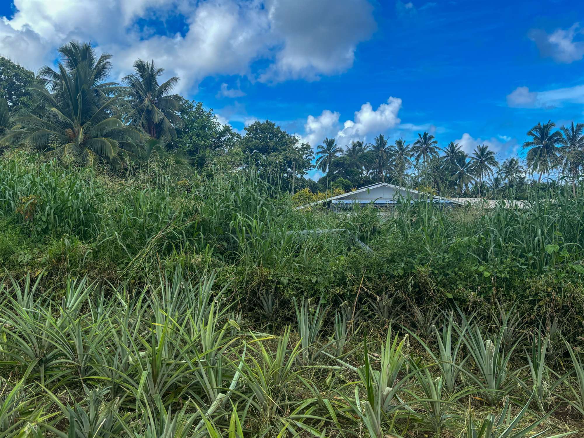 Two Prime Vacant Sections — Tikioki